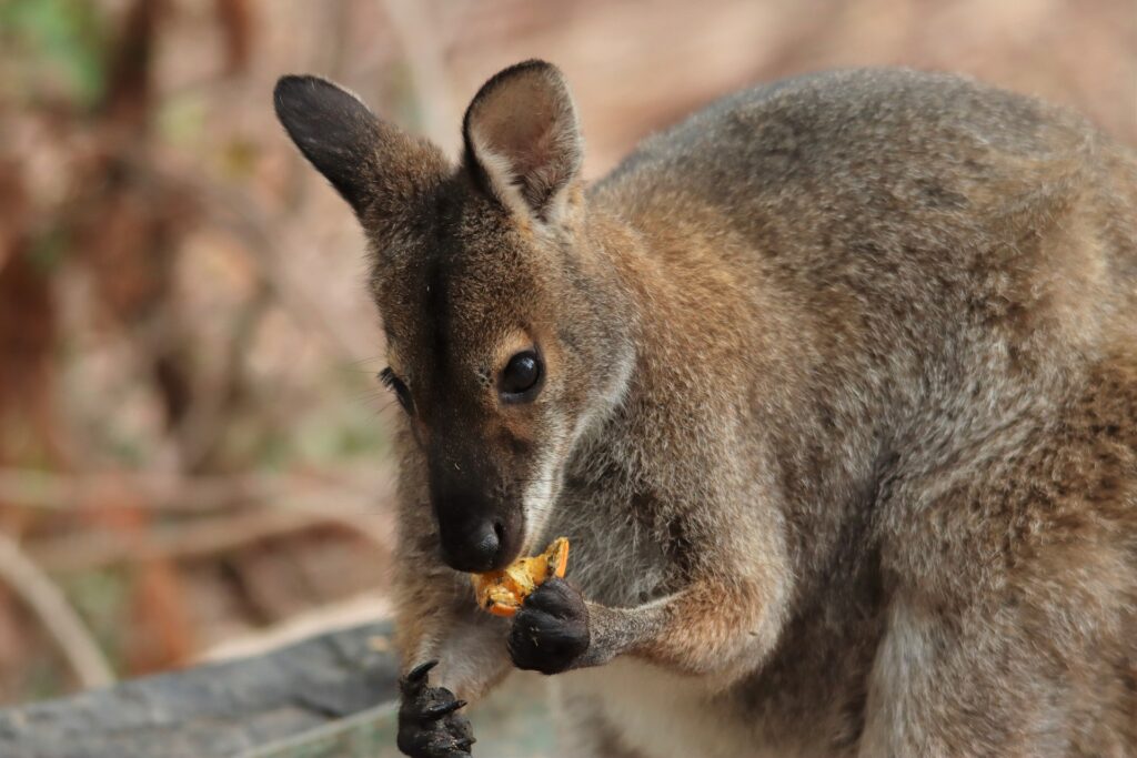 Wallaby de Australia